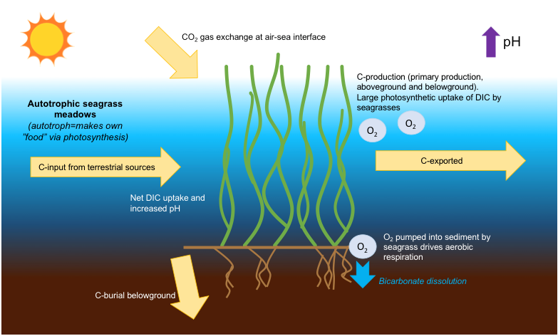 Seagrasses, Nature’s Water Filter - The Ocean Foundation